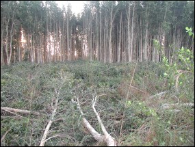 Partially cut melaleuca