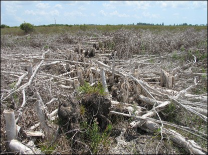 Dead melaleuca