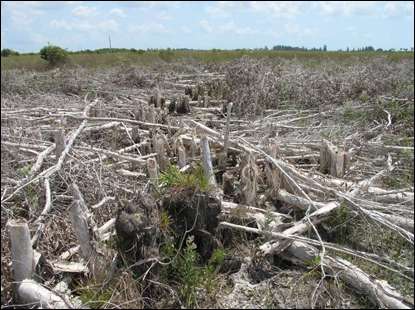 Dead melaleuca