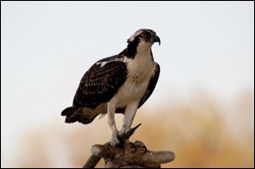 Osprey