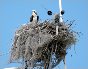 osprey nest