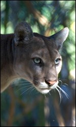 What's growing on: Earth month and the endangered Florida panther