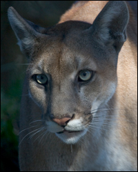 florida panther: species profile - everglades national