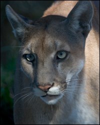 Scientists estimate growing Florida panther population