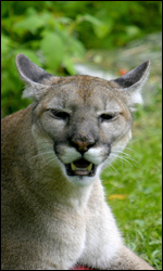 everglades puma