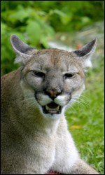 Photograph of Florida panther