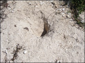 Sea turtle nest that has been preyed upon