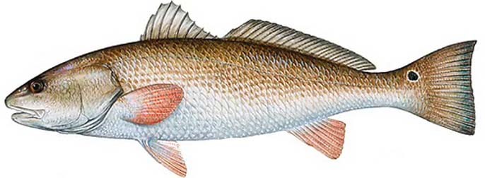 red-drum