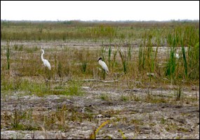 Restored lands