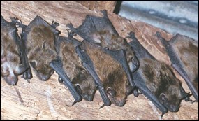 Roosting bats