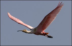 Roseate Spoonbill in flight