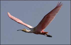 Roseate Spoonbill in flight Roseate Spoonbill in flight