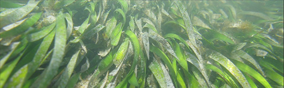 seagrass