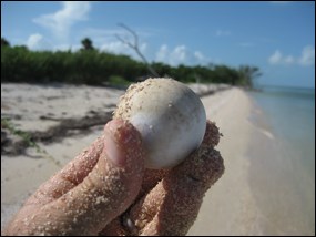Sea turtle egg