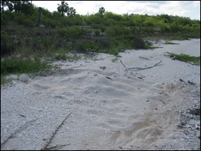 Sea turtle nest on Cape Sable