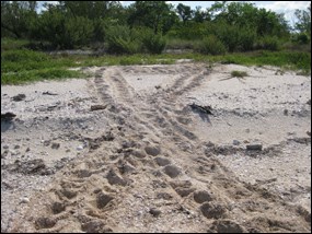 Sea turtle tracks that show the direction of travel