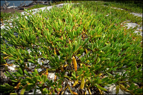 Cacti / Succulents - Everglades National Park (U.S. National Park Service)
