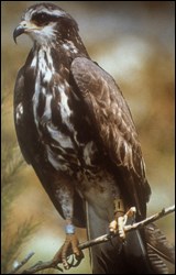 Photograph of Snail Kite