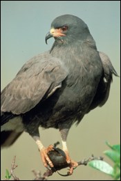 Photograph of Snail Kite holding its primary prey, an apple snail