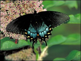 Spicebush swallowtail