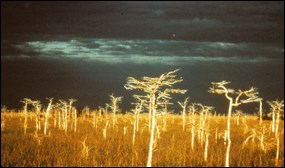 Storm clouds over cypress trees