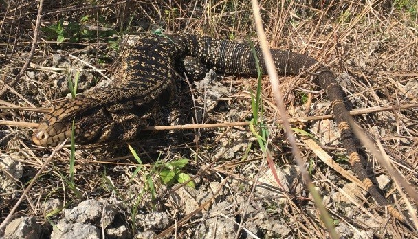 picture of tegu