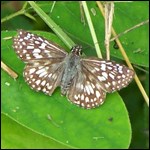 Tropical checkered skipper