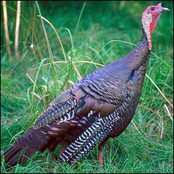 Side view of Wild Turkey