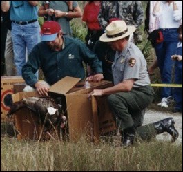 Photograph showing the release of a Wild Turkey into Everglades National Park