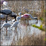 Wading birds