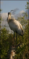 Photograph of Wood Stork