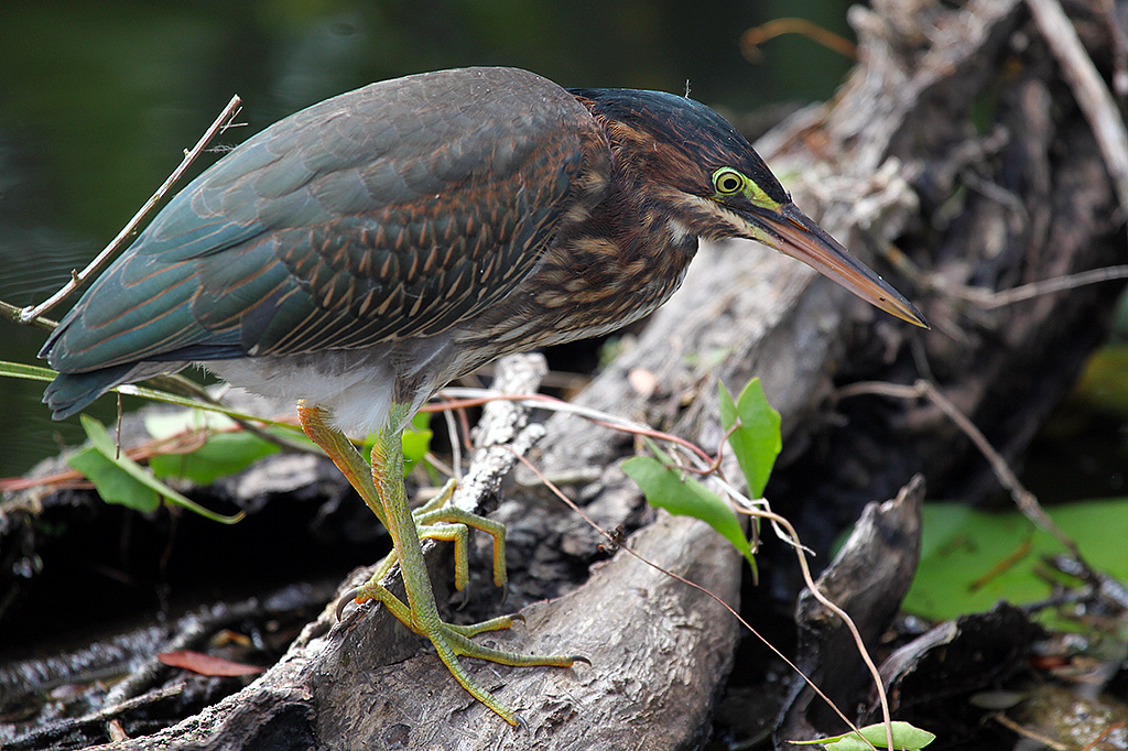 Green Heron Perched on a Branch Green Heron Perched on a Branch
