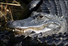 American Alligator