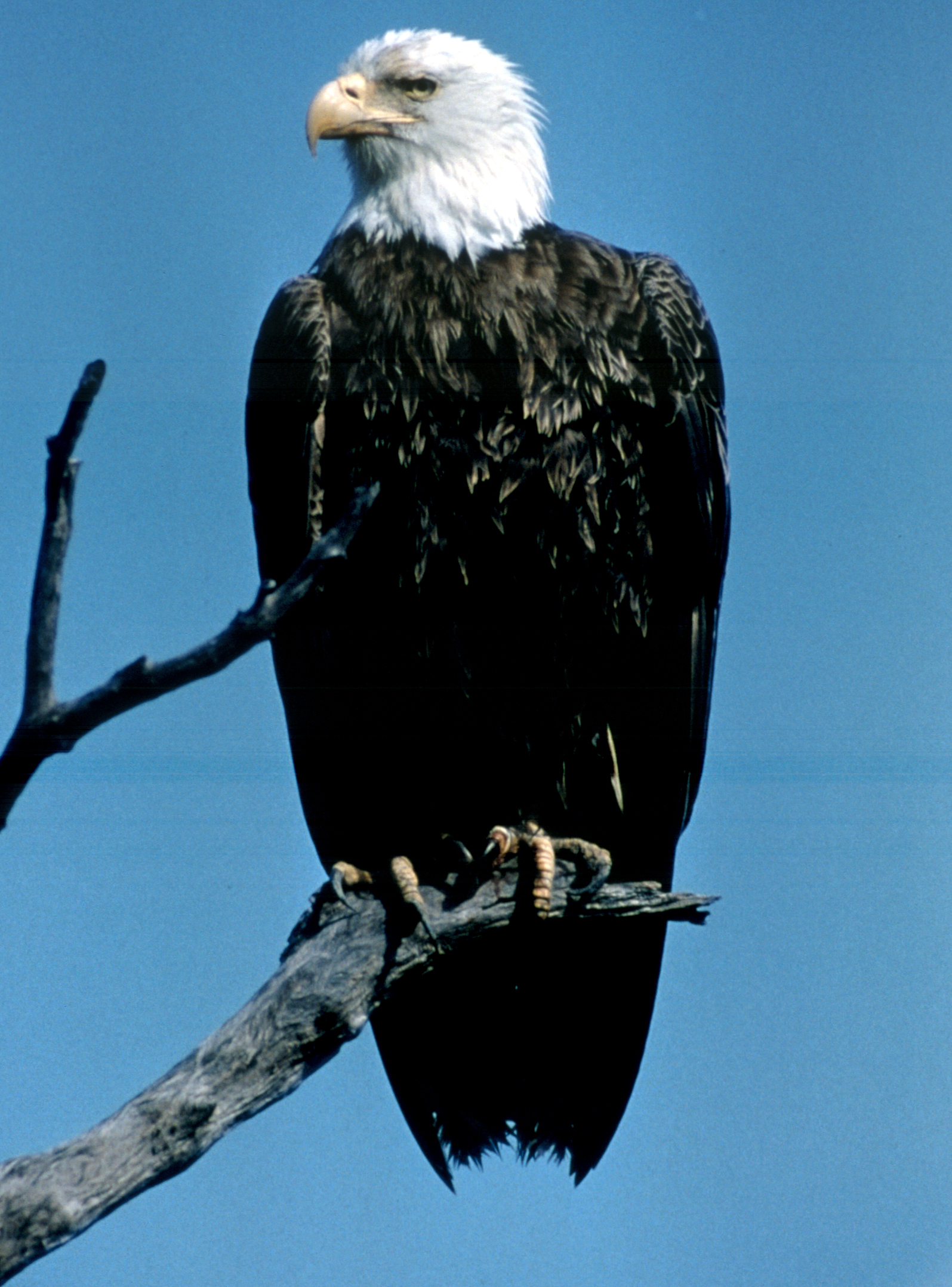Bald Eagle adult perched, NPSPhoto