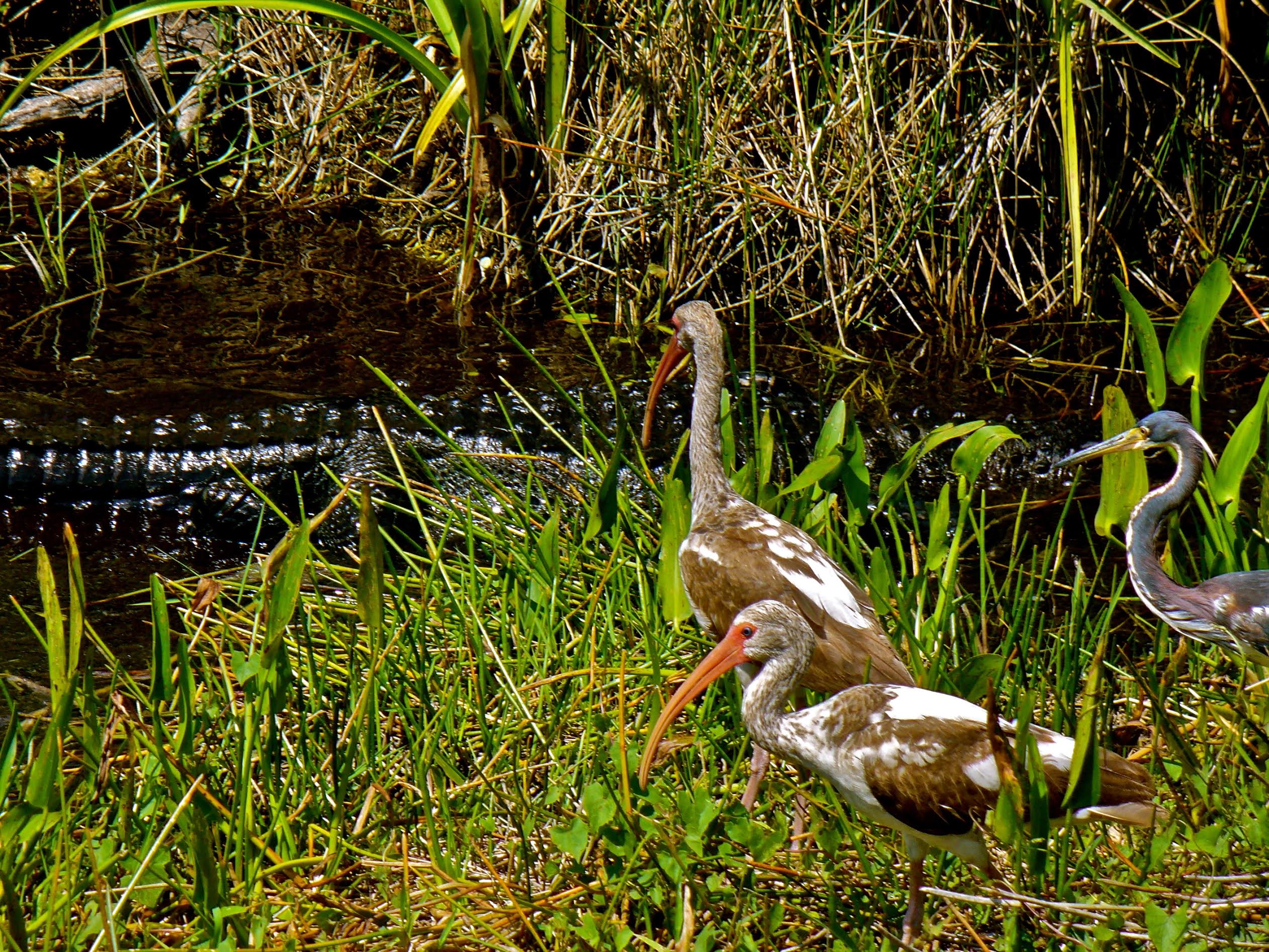 “From a Different Angle - immature ibis and a tricolored heron feed as a gator glides by.”  Photograph by Paula Baxter.