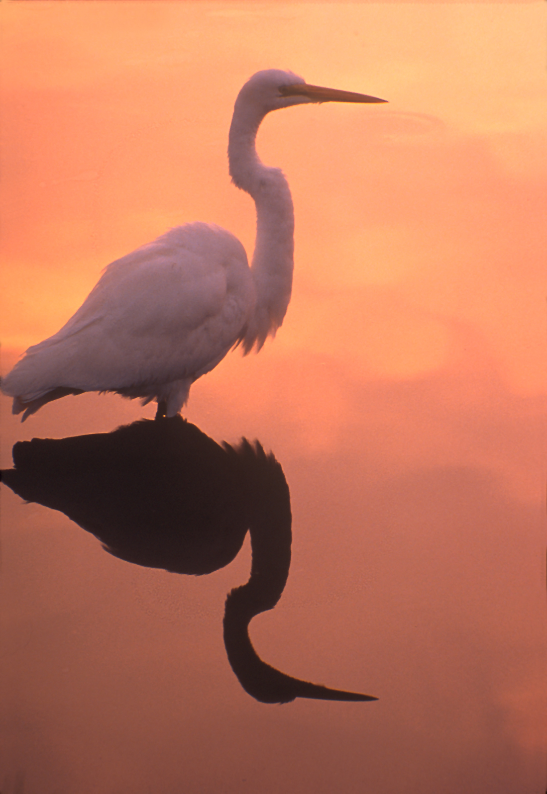 Egret in water during sunset.