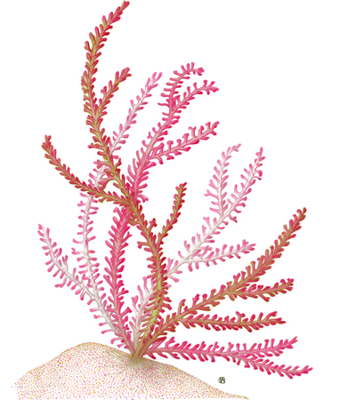 Macroalgae: Hidden Colors of the Sea (Laurencia Papillosa)