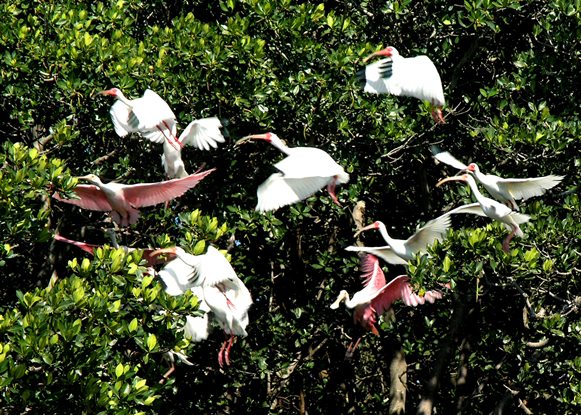 Ibis and Spoonbill