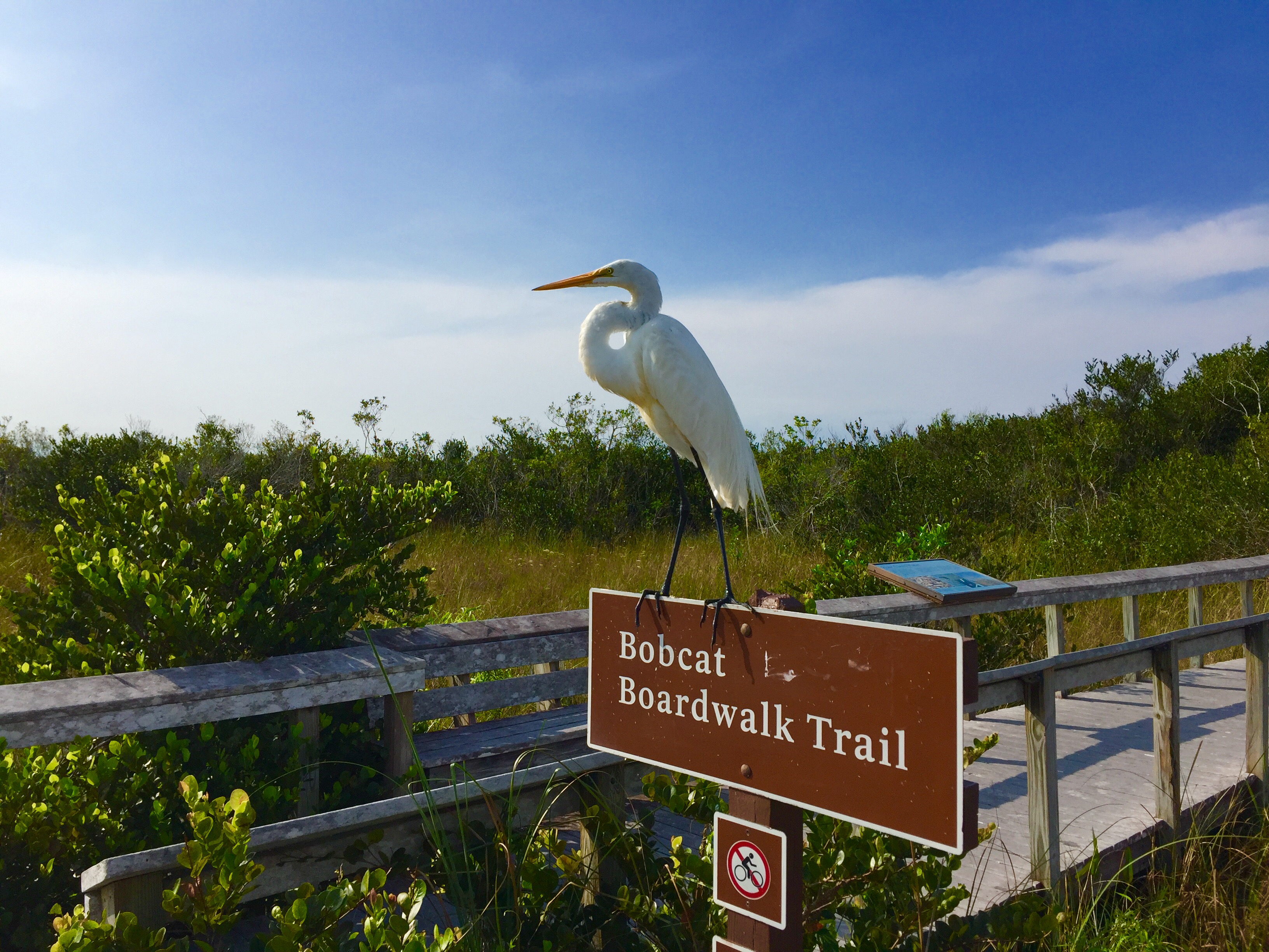 A Great Egret stands on top of the Bobcat Boardwalk Trail