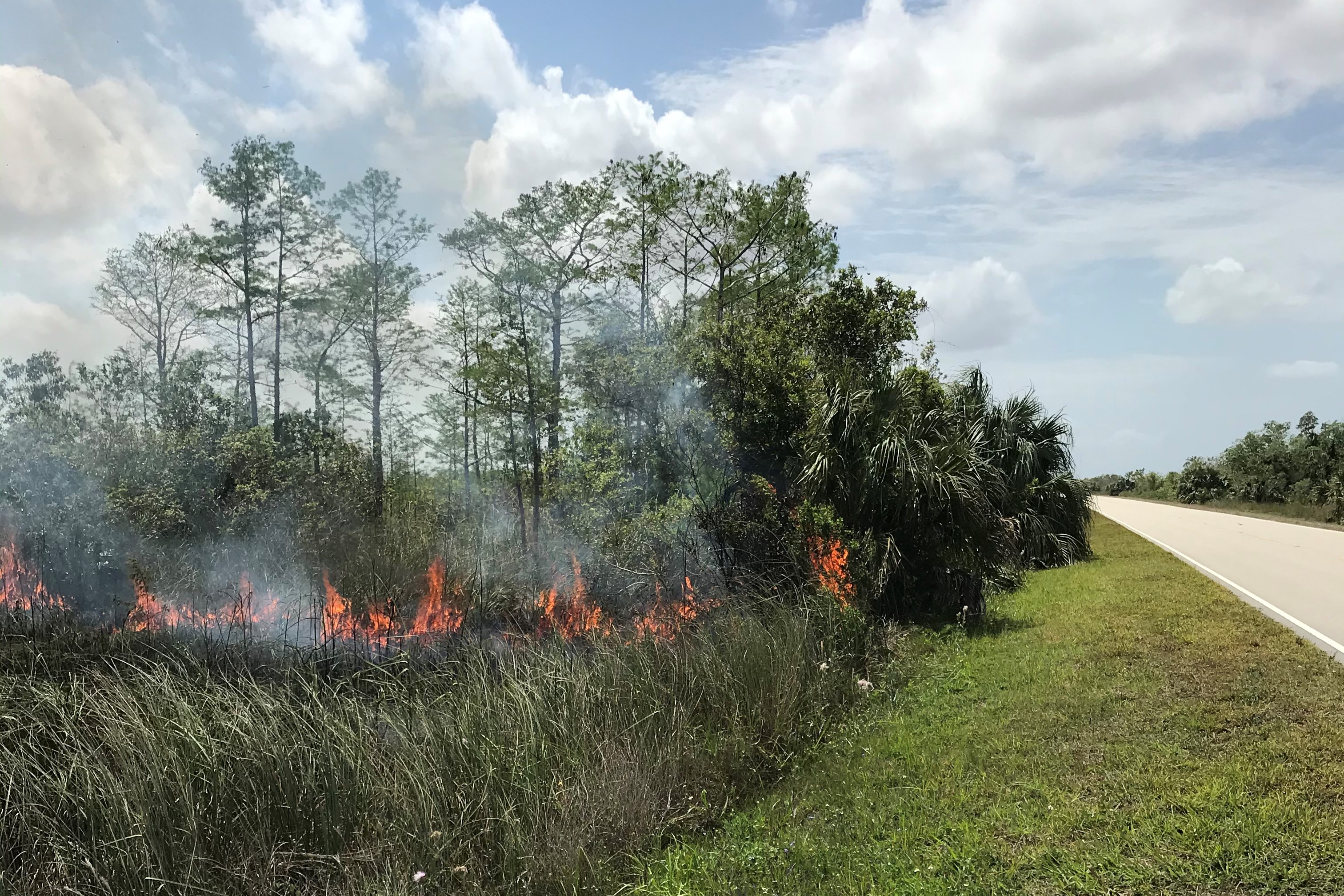 fire in vegetation alongside park road