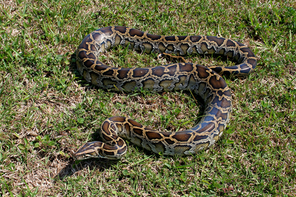 Alien Invasive Species Images - Everglades National Park 