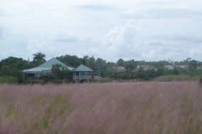 Muhly grass bloom