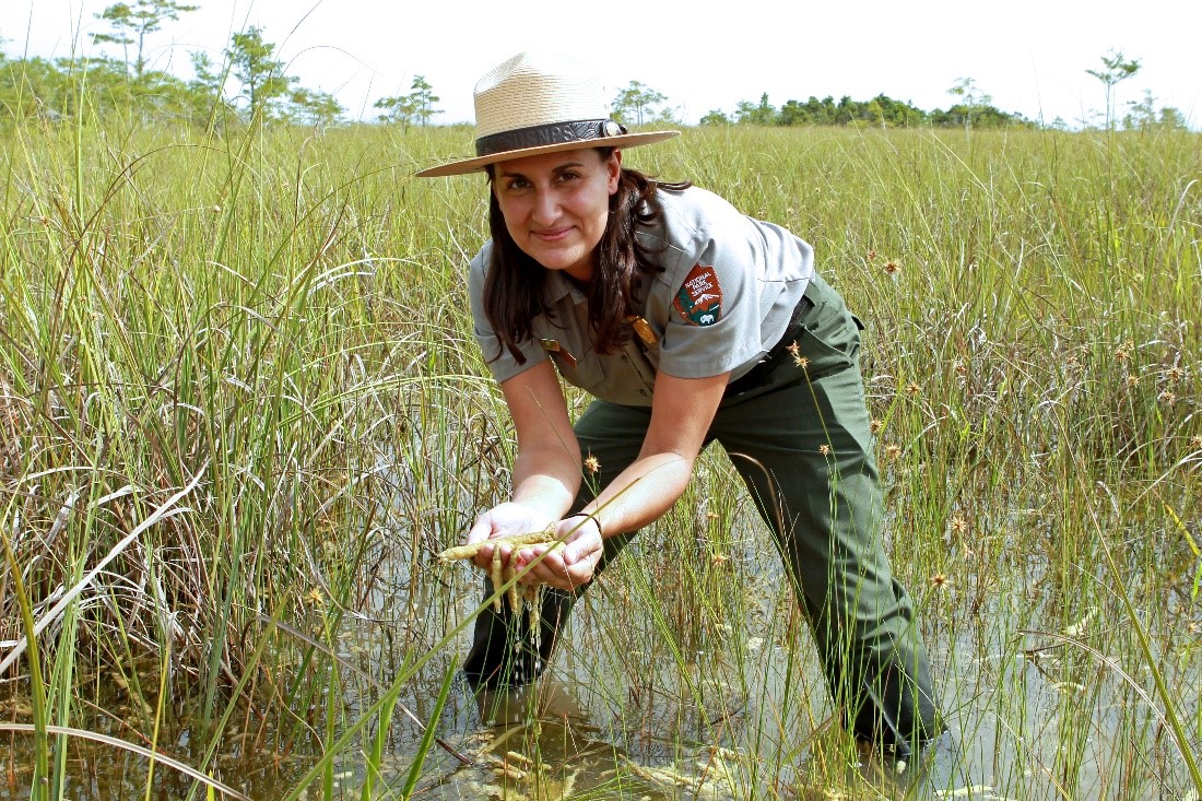 A female park ranger squats in calf-deep water surrounded by yellow grasses. She holds yellowish mush in her hands.