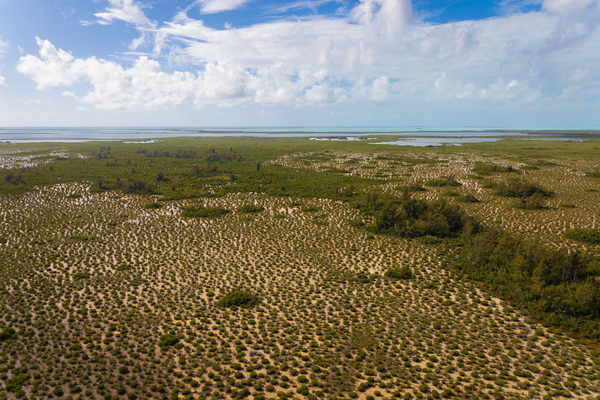 Aerial view of the grassy saline glades interspersed with clumps of short trees. Wispy Australian Pine tress tower over the other vegetation.
