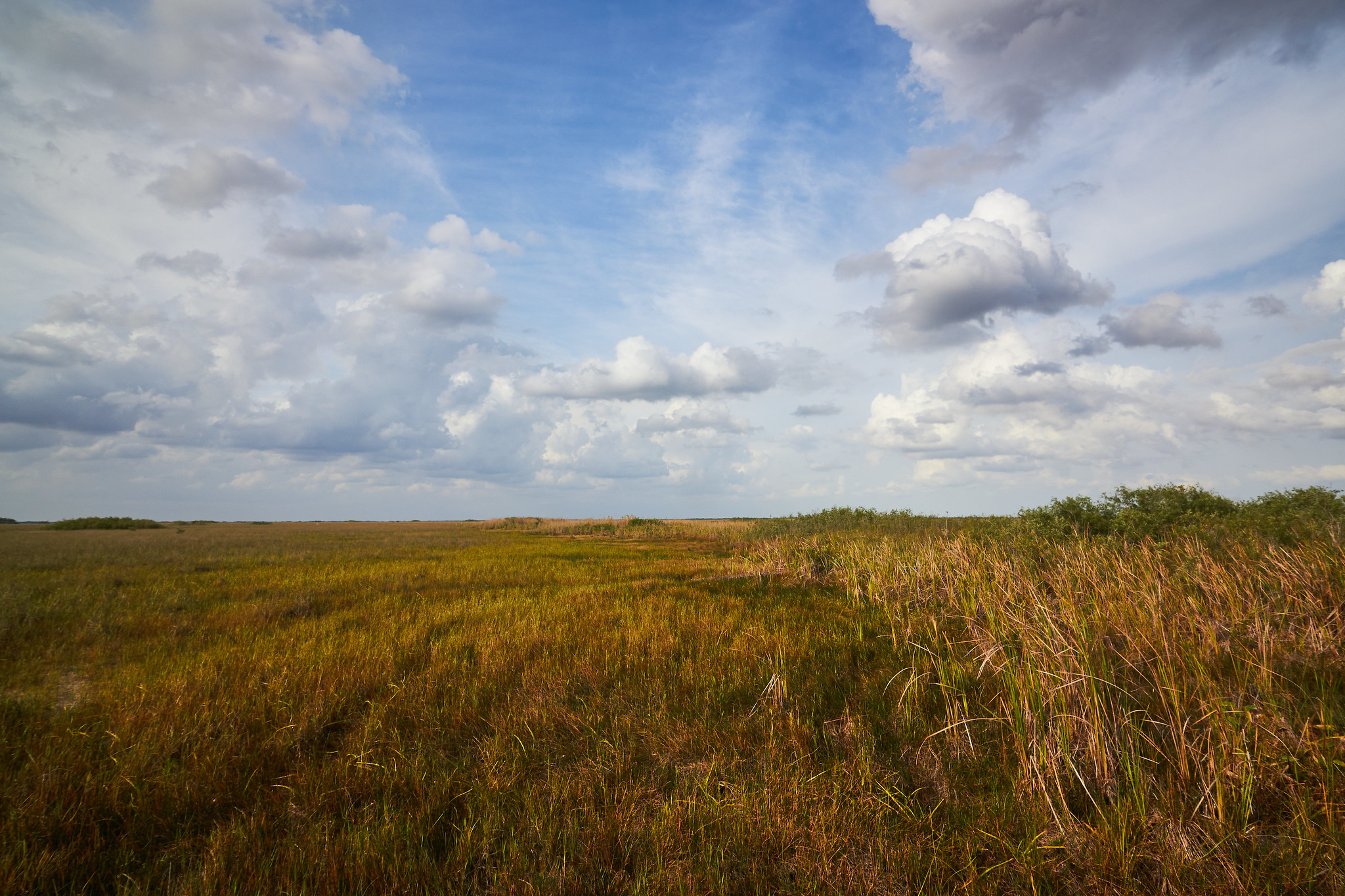 A prairie of brown and green sawgrass under a blue sky with white clouds