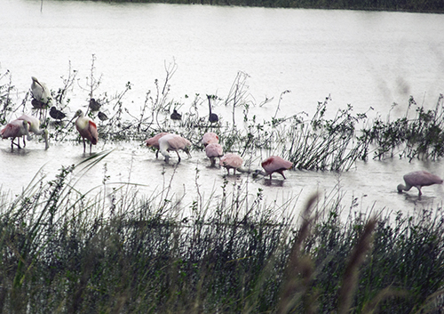 Spoonbills in water.