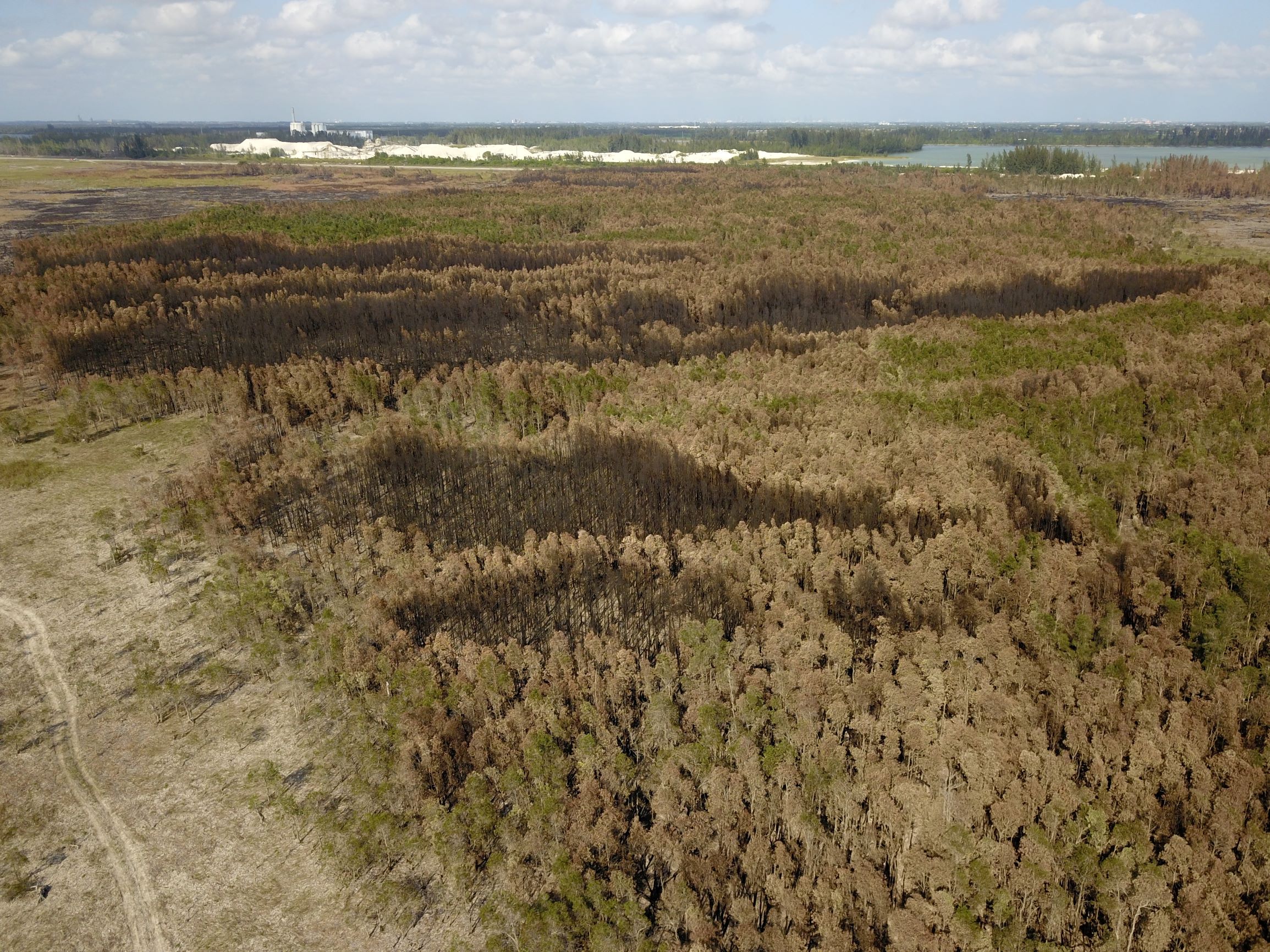 Aerial landscape view showing a mosaic of blackened, gray, and green trees with a two-track trail in the marsh on the left side of image.
