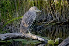 Black-crowned Night-Heron