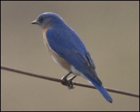 Eastern Blue Bird
