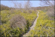 Coastal Prairie